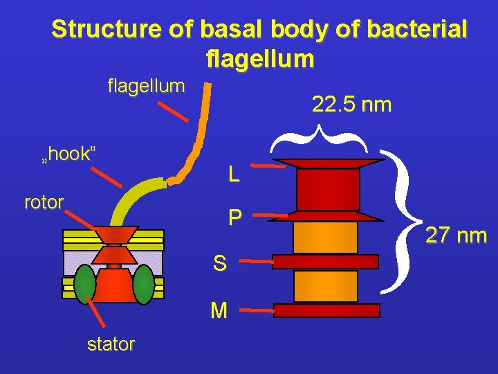 Structure of basal body of bacterial flagellum P S M stator { rotor L