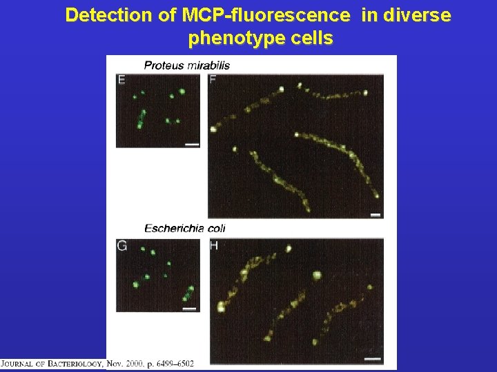 Detection of MCP-fluorescence in diverse phenotype cells 