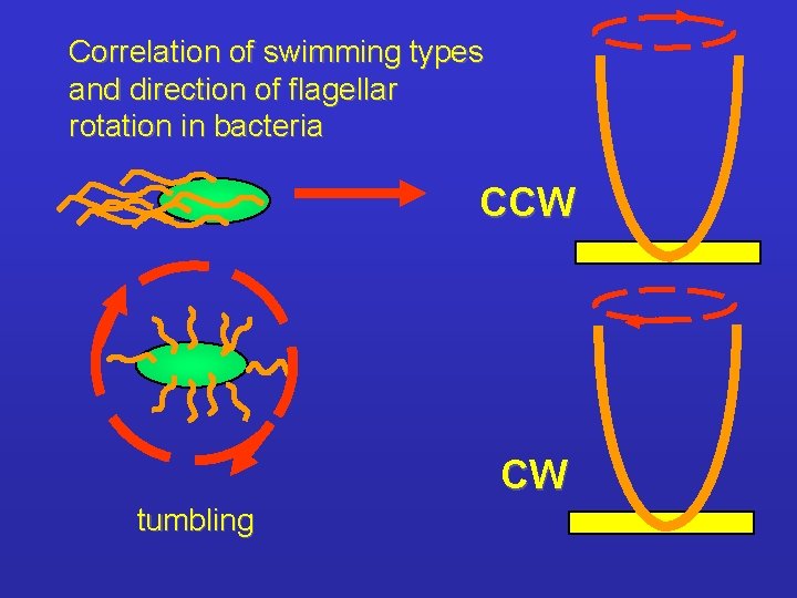 Correlation of swimming types and direction of flagellar rotation in bacteria CCW CW tumbling