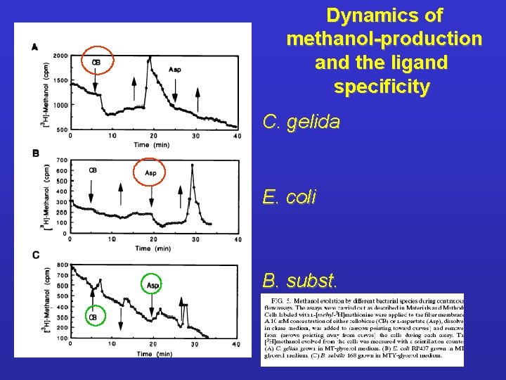 Dynamics of methanol-production and the ligand specificity C. gelida E. coli B. subst. 