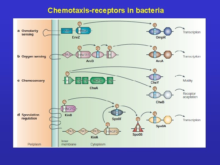 Chemotaxis-receptors in bacteria 