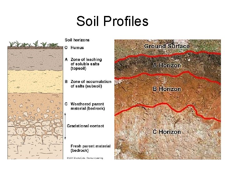 Soil Profiles 