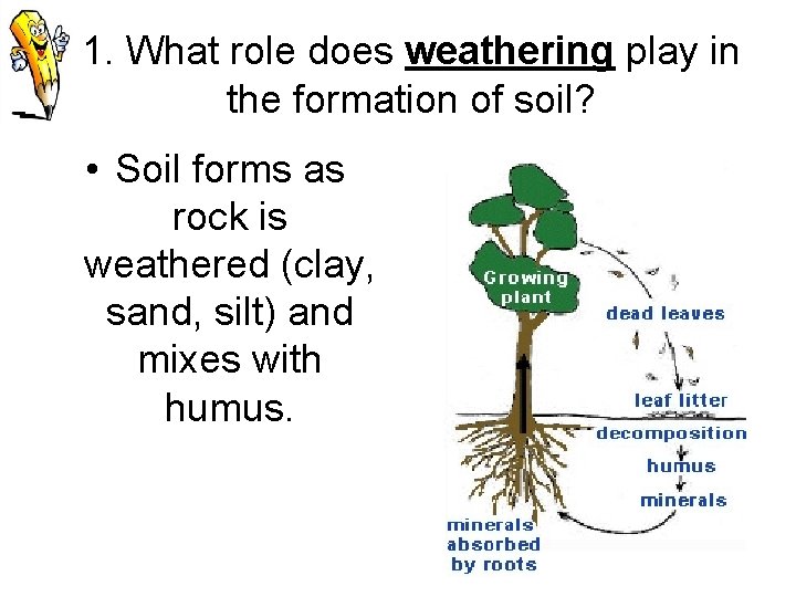 1. What role does weathering play in the formation of soil? • Soil forms