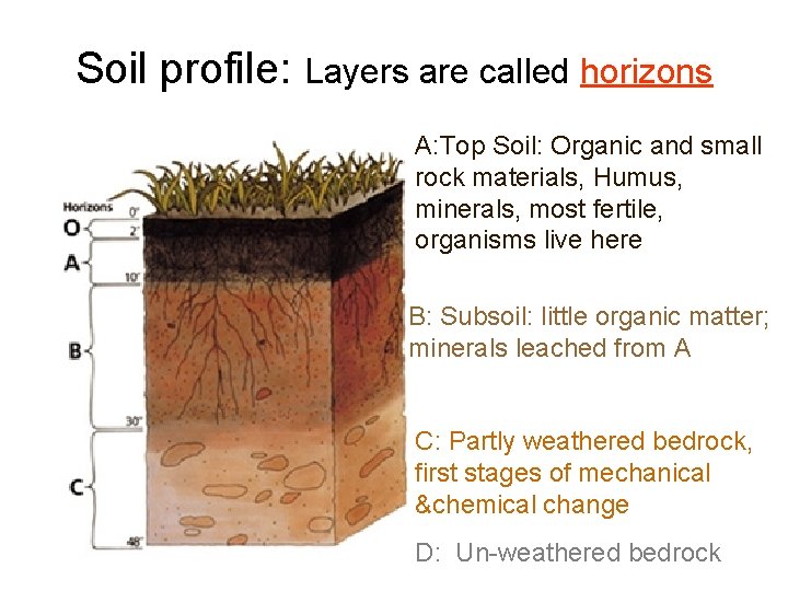 Soil profile: Layers are called horizons A: Top Soil: Organic and small rock materials,