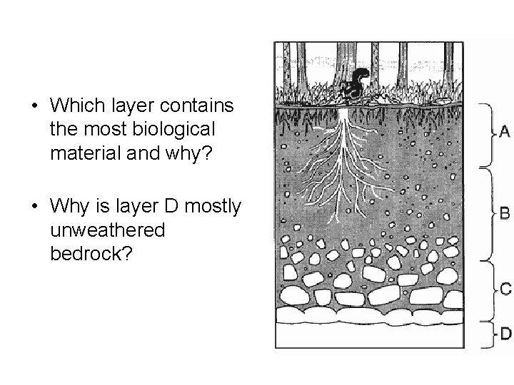  • Which layer contains the most biological material and why? • Why is