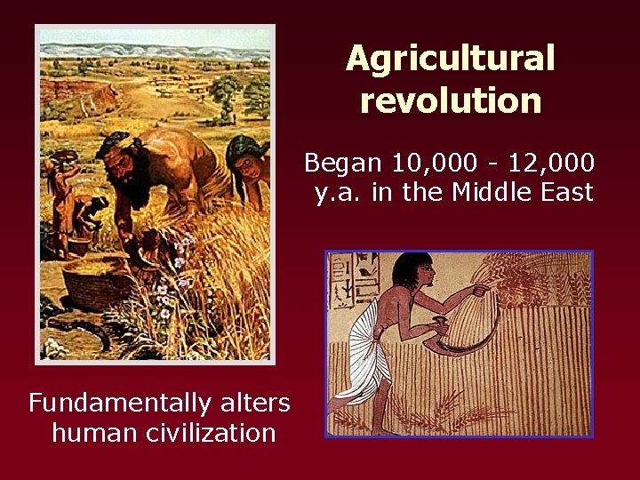 Agricultural revolution Began 10, 000 - 12, 000 y. a. in the Middle East