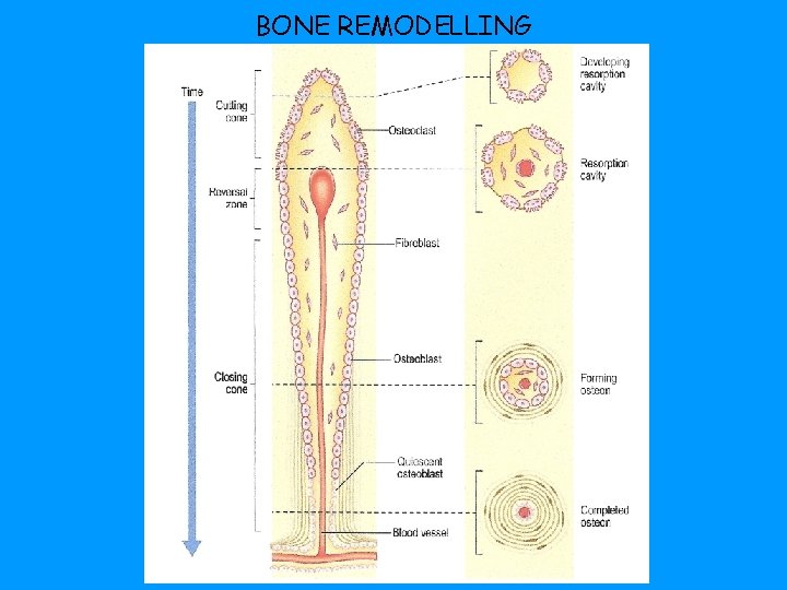 BONE REMODELLING 