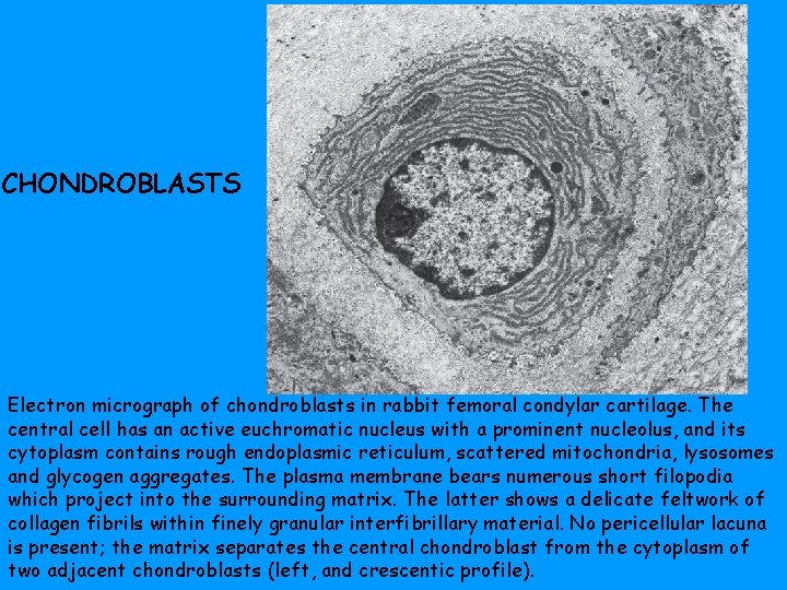 CHONDROBLASTS Electron micrograph of chondroblasts in rabbit femoral condylar cartilage. The central cell has