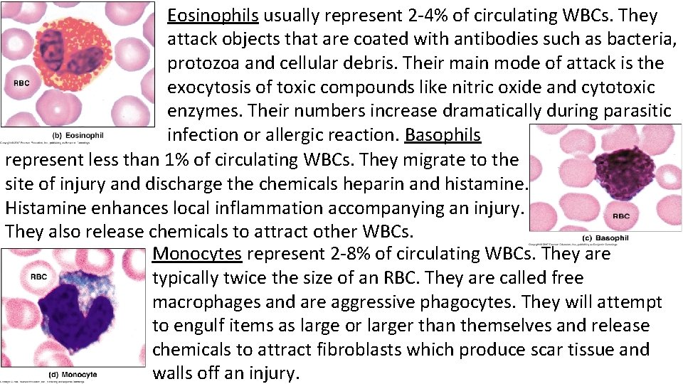 Eosinophils usually represent 2 -4% of circulating WBCs. They attack objects that are coated