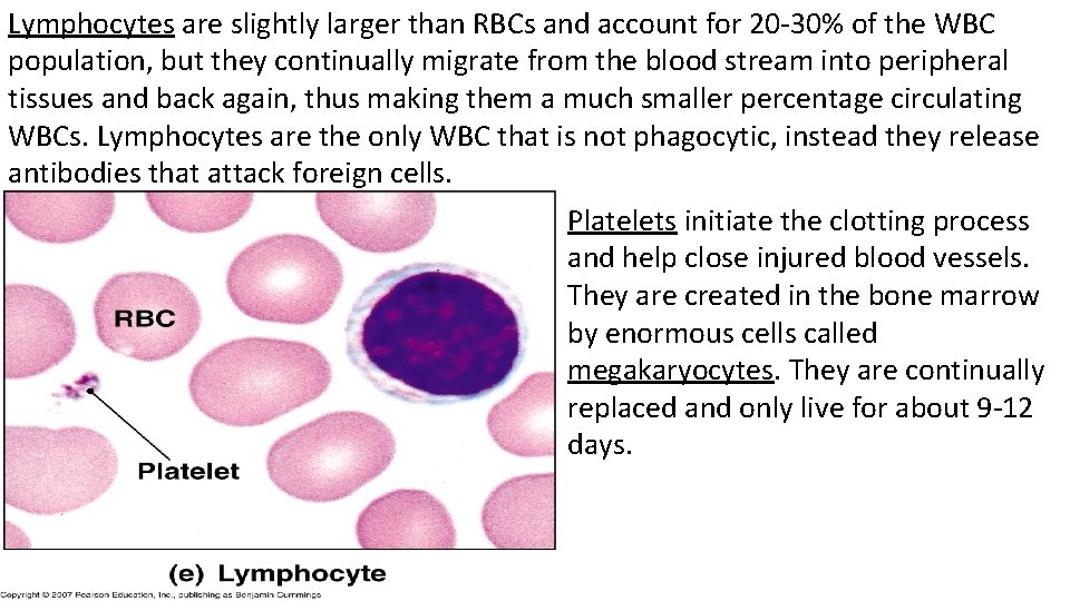 Lymphocytes are slightly larger than RBCs and account for 20 -30% of the WBC