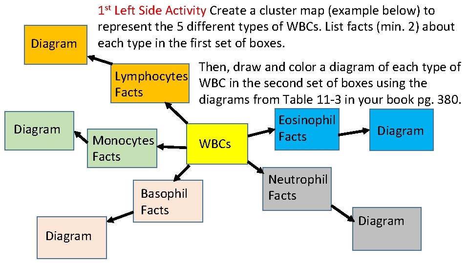 Diagram 1 st Left Side Activity Create a cluster map (example below) to represent