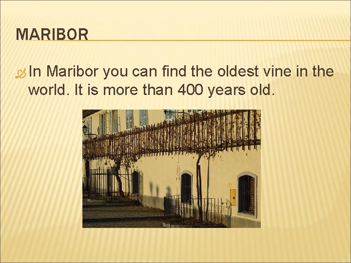 MARIBOR In Maribor you can find the oldest vine in the world. It is