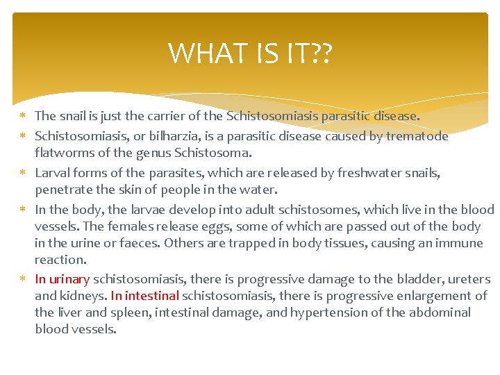 WHAT IS IT? ? The snail is just the carrier of the Schistosomiasis parasitic