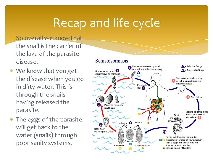 Recap and life cycle So overall we know that the snail is the carrier