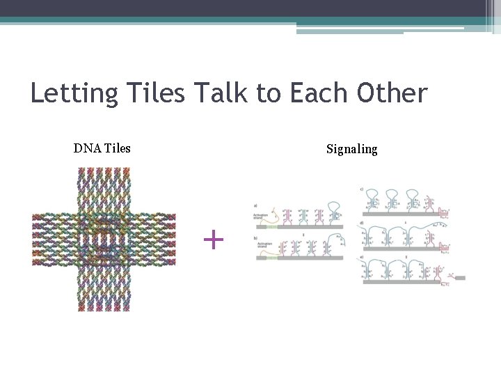 Letting Tiles Talk to Each Other DNA Tiles Signaling + 