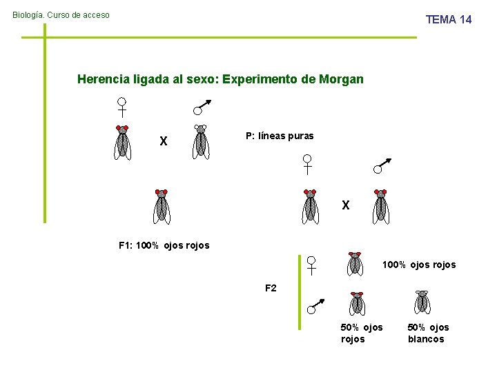 Biología. Curso de acceso TEMA 14 Herencia ligada al sexo: Experimento de Morgan X