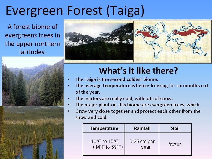 Evergreen Forest (Taiga) A forest biome of evergreens trees in the upper northern latitudes.