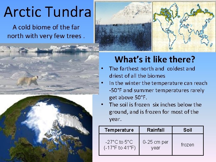 Arctic Tundra A cold biome of the far north with very few trees. What’s
