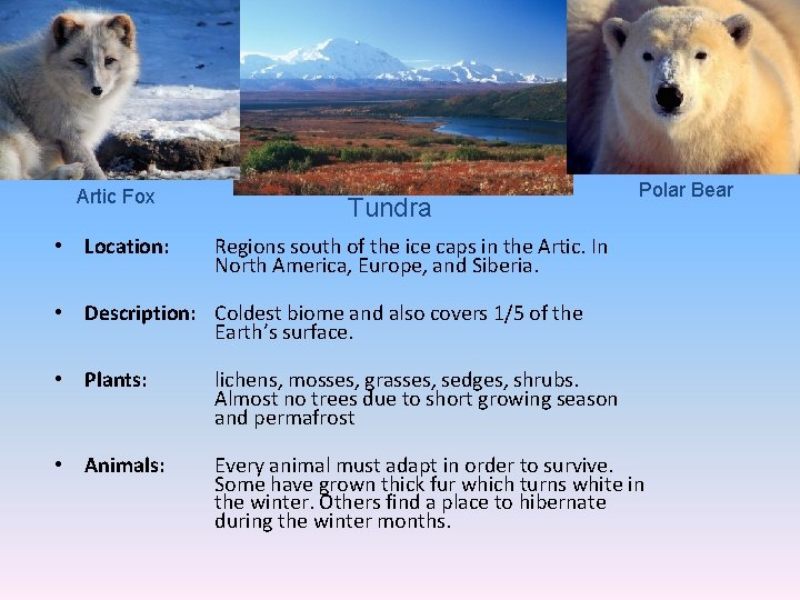 Artic Fox • Location: Tundra Polar Bear Regions south of the ice caps in