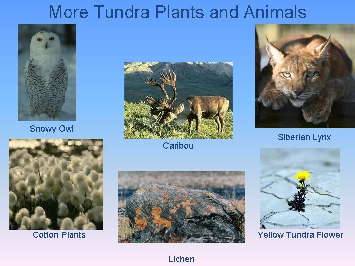 More Tundra Plants and Animals Snowy Owl Caribou Cotton Plants Siberian Lynx Yellow Tundra