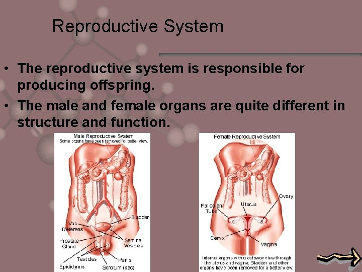 Reproductive System • The reproductive system is responsible for producing offspring. • The male