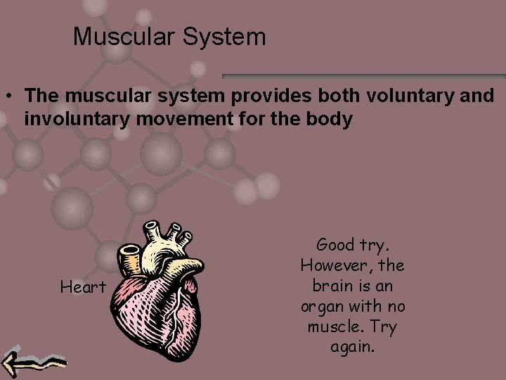 Muscular System • The muscular system provides both voluntary and involuntary movement for the