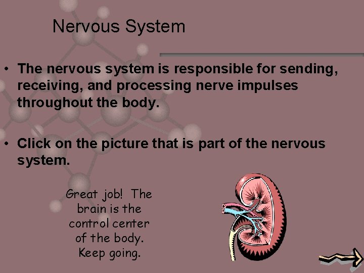 Nervous System • The nervous system is responsible for sending, receiving, and processing nerve