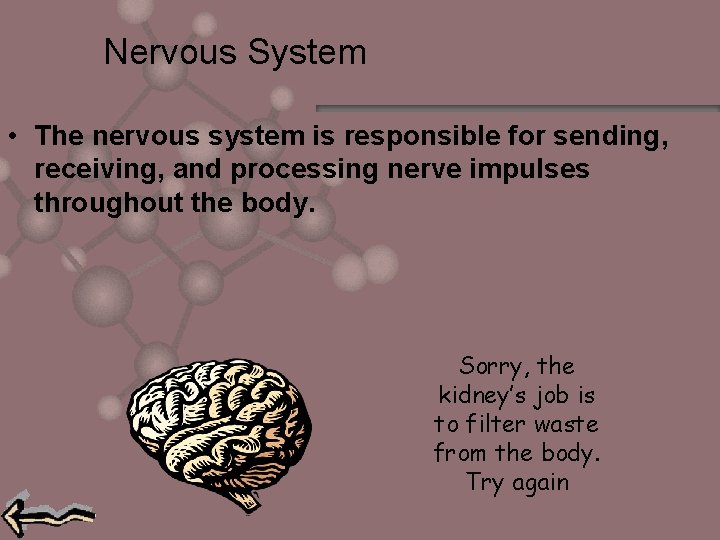 Nervous System • The nervous system is responsible for sending, receiving, and processing nerve