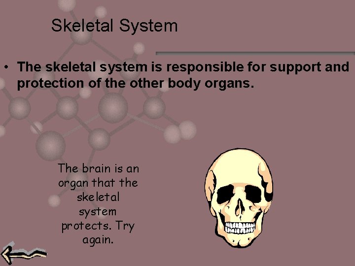 Skeletal System • The skeletal system is responsible for support and protection of the