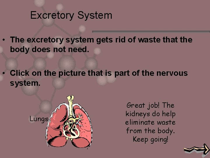 Excretory System • The excretory system gets rid of waste that the body does