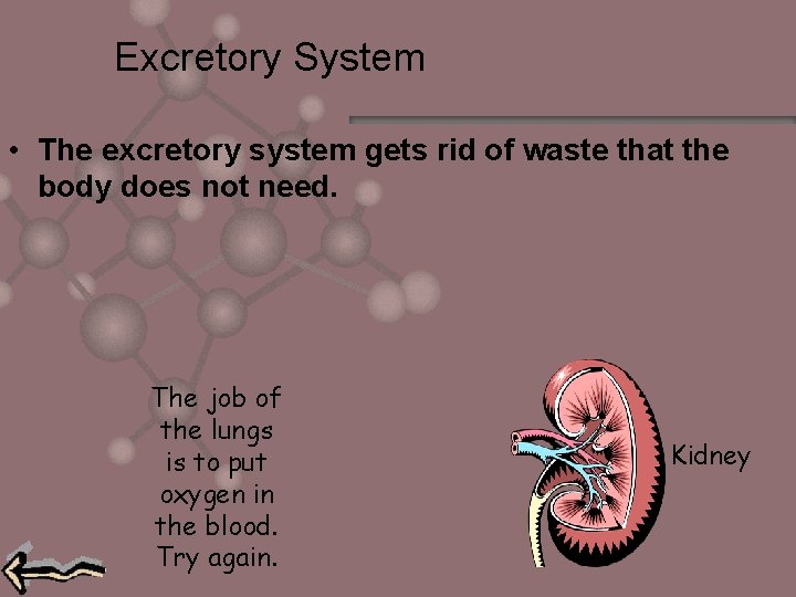 Excretory System • The excretory system gets rid of waste that the body does