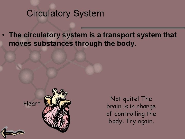 Circulatory System • The circulatory system is a transport system that moves substances through