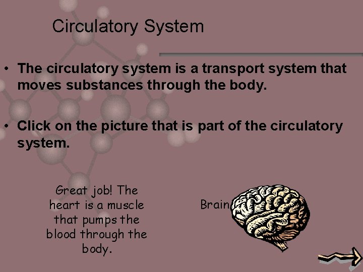 Circulatory System • The circulatory system is a transport system that moves substances through