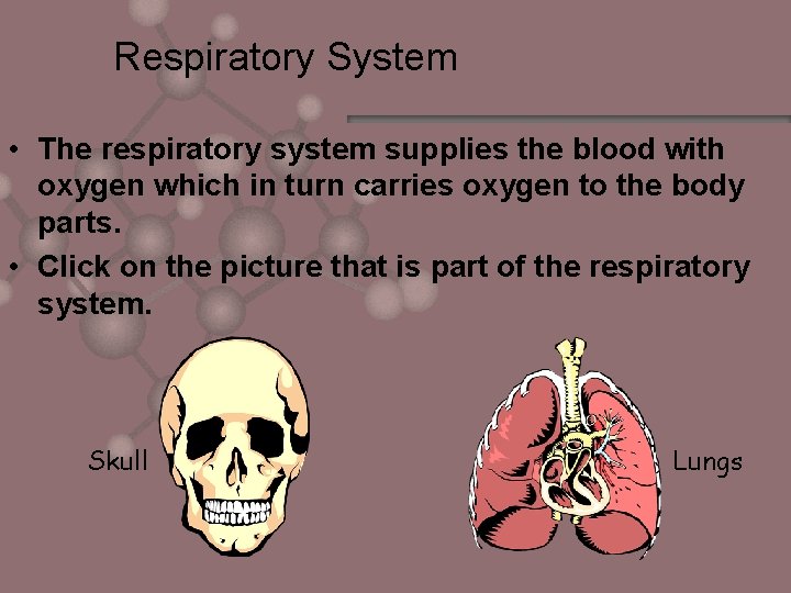 Respiratory System • The respiratory system supplies the blood with oxygen which in turn