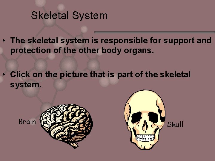 Skeletal System • The skeletal system is responsible for support and protection of the