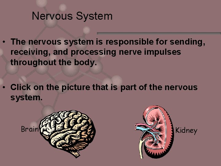 Nervous System • The nervous system is responsible for sending, receiving, and processing nerve