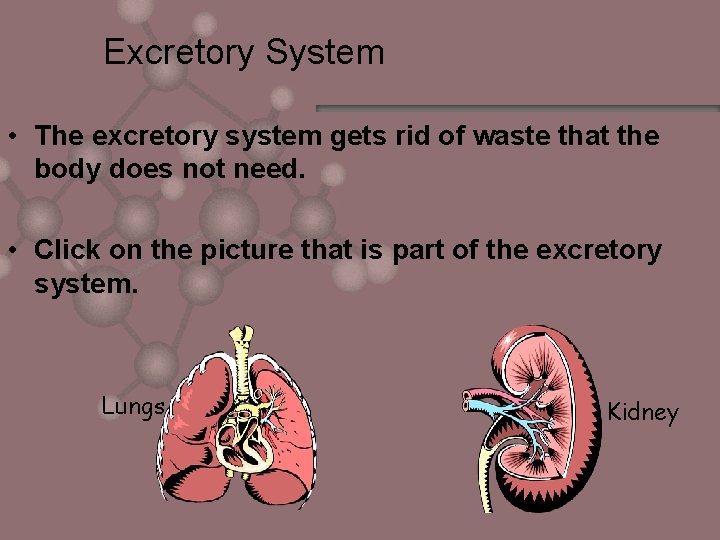 Excretory System • The excretory system gets rid of waste that the body does