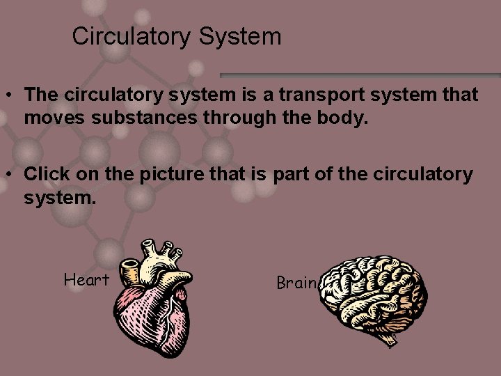 Circulatory System • The circulatory system is a transport system that moves substances through