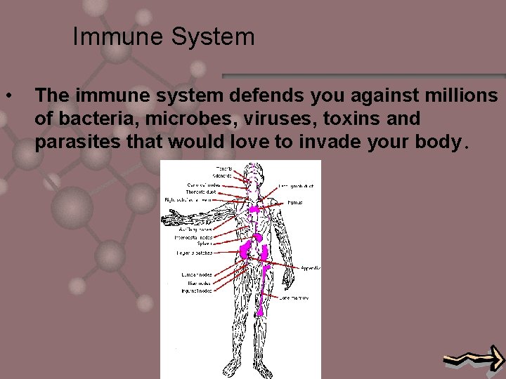 Immune System • The immune system defends you against millions of bacteria, microbes, viruses,