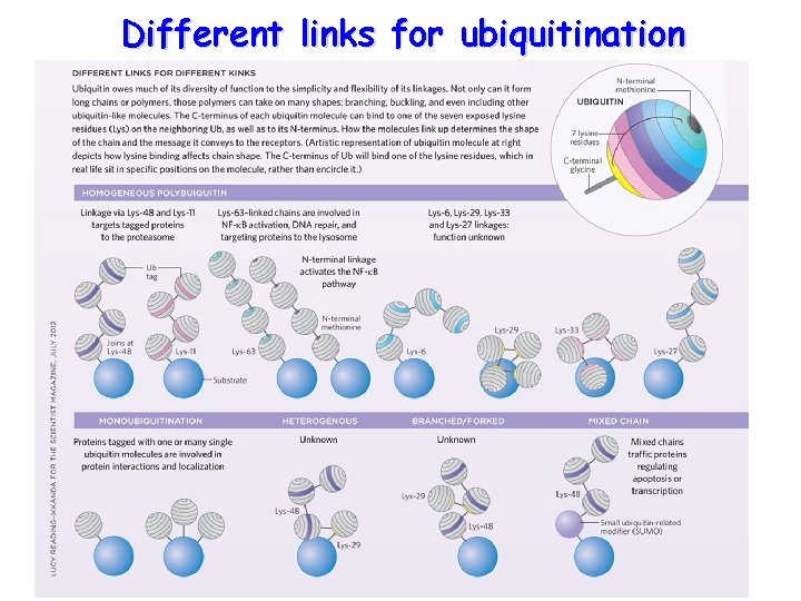 Different links for ubiquitination 