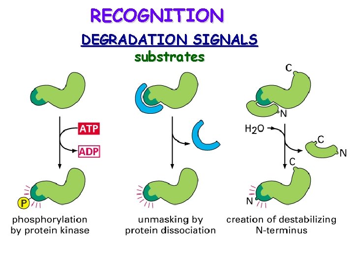 RECOGNITION DEGRADATION SIGNALS substrates 