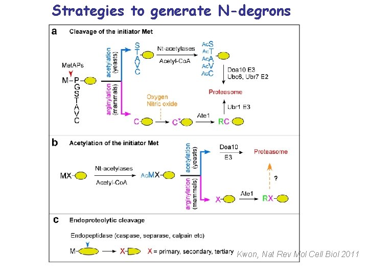 Strategies to generate N-degrons Kwon, Nat Rev Mol Cell Biol 2011 
