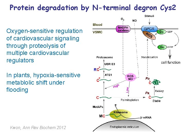 Protein degradation by N-terminal degron Cys 2 Oxygen-sensitive regulation of cardiovascular signaling through proteolysis