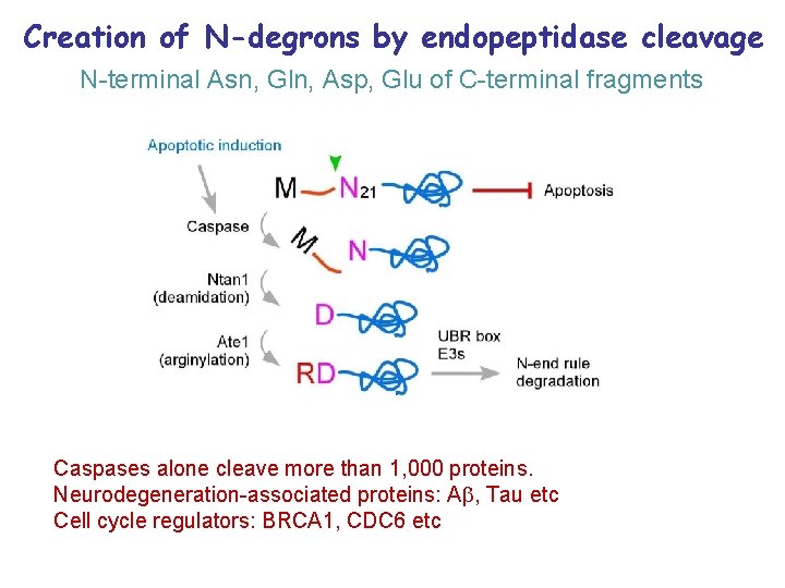 Creation of N-degrons by endopeptidase cleavage N-terminal Asn, Gln, Asp, Glu of C-terminal fragments