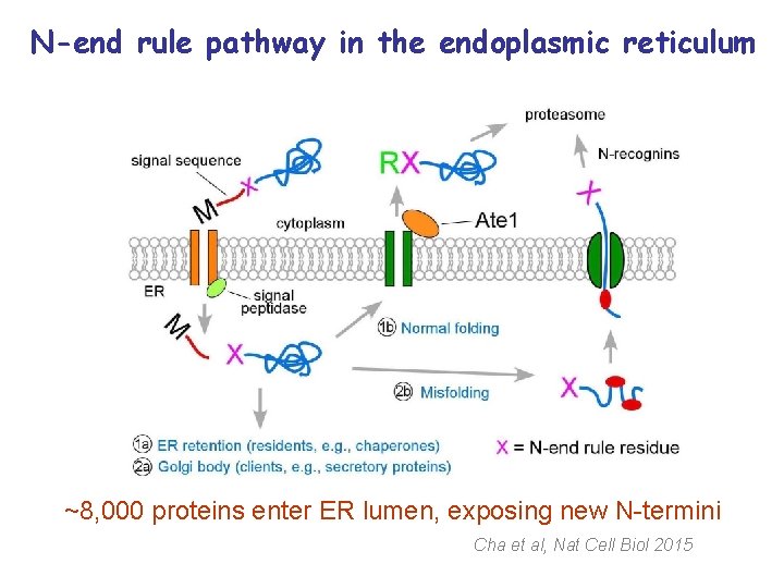 N-end rule pathway in the endoplasmic reticulum ~8, 000 proteins enter ER lumen, exposing