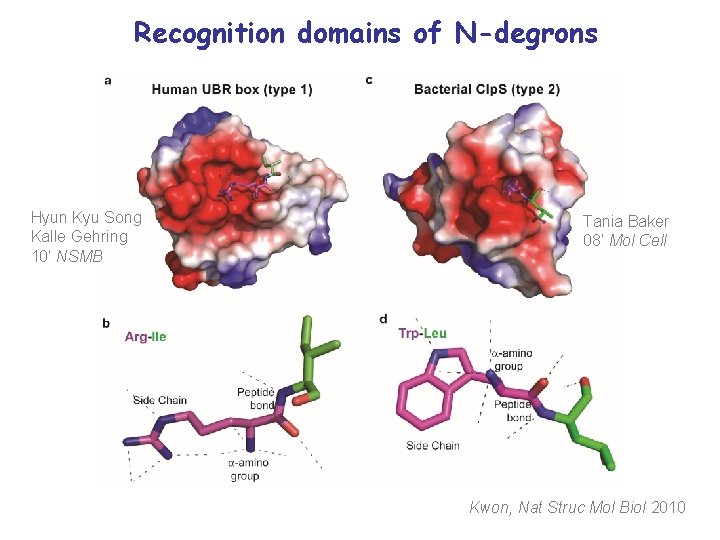 Recognition domains of N-degrons Hyun Kyu Song Kalle Gehring 10’ NSMB Tania Baker 08’