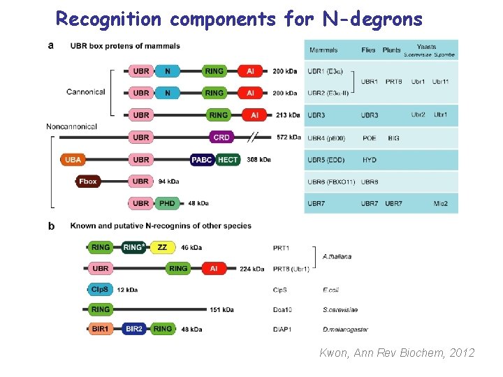 Recognition components for N-degrons Kwon, Ann Rev Biochem, 2012 