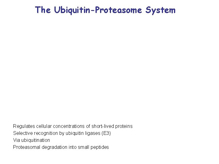 The Ubiquitin-Proteasome System Regulates cellular concentrations of short-lived proteins Selective recognition by ubiquitin ligases