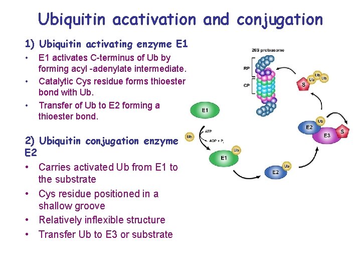 Ubiquitin acativation and conjugation 1) Ubiquitin activating enzyme E 1 • • • E