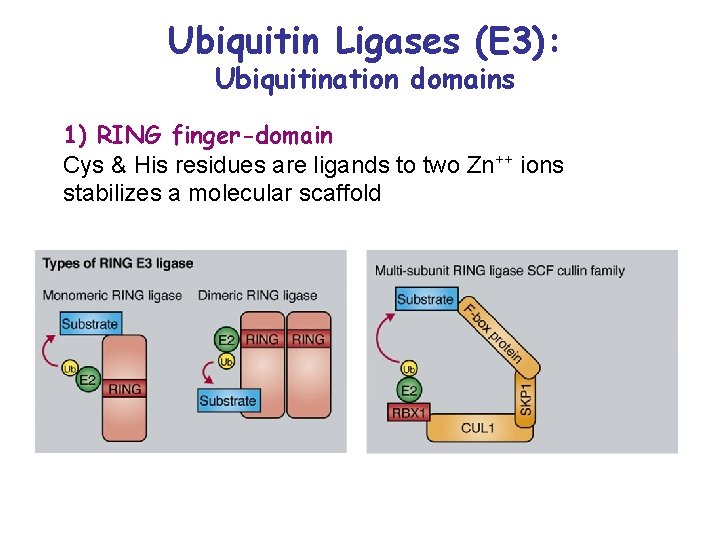 Ubiquitin Ligases (E 3): Ubiquitination domains 1) RING finger-domain Cys & His residues are